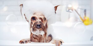Dog bathing - How often - Knowledge base