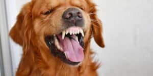 Zahnpflege bei Hunden - Ratgeber