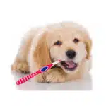 Toothcare for dogs