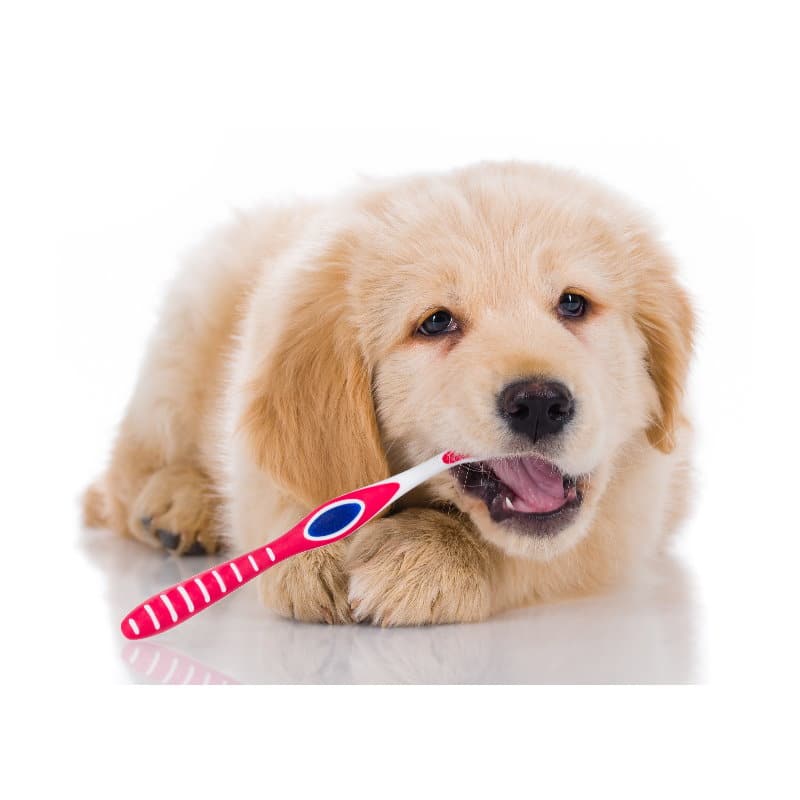 Zahnpflege für Hunde