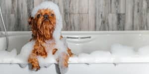 Hunde baden - Wie oft - Ratgeber
