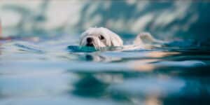 Hunde richtig baden - Ratgeber